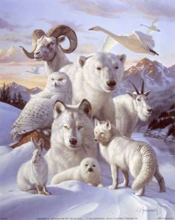 animale-polare-din-cele-mai-frumoase_77cde1b8b77dc4
