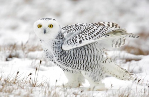 bufnita_polara_21063100