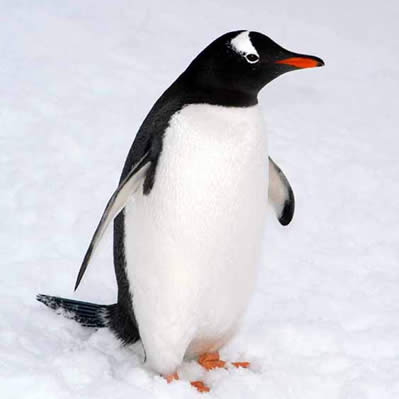 pinguin