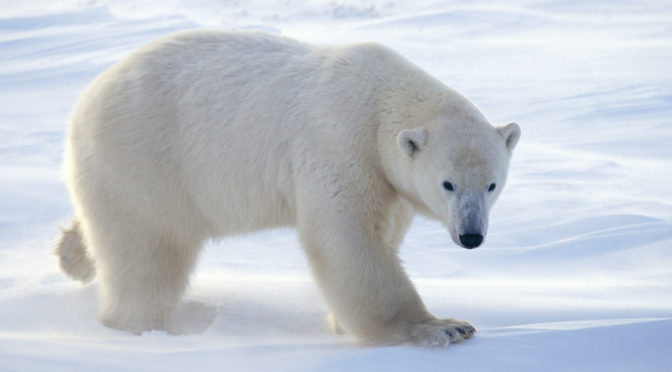 urs-polar-672x372
